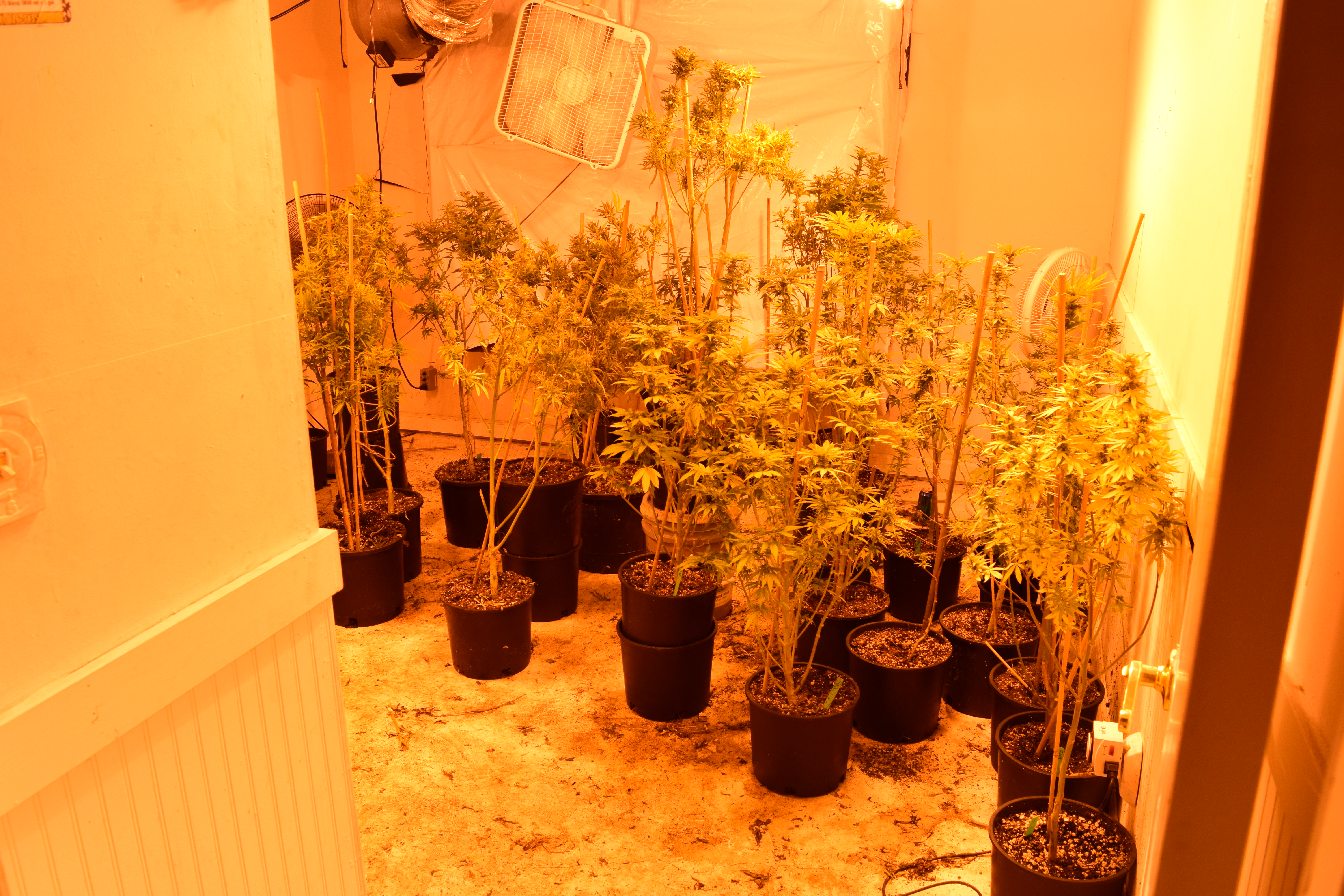 201502535 grow 2